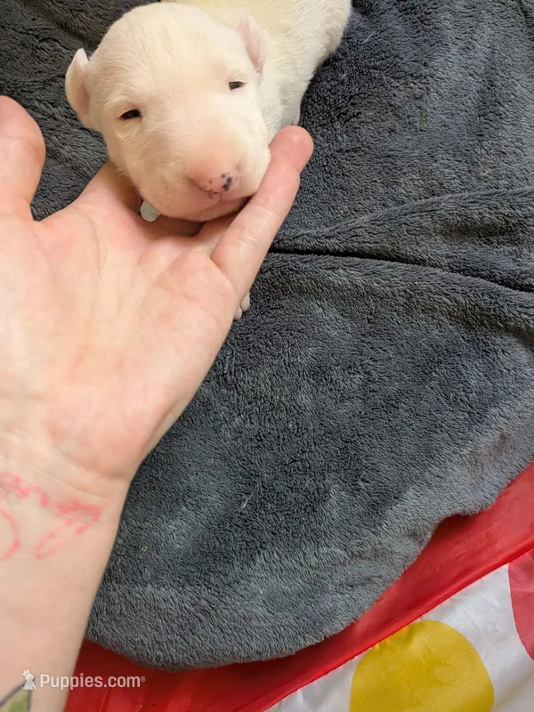 Lola – Miniature Bull Terrier puppy for sale in Glasgow, KY