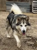 Henderson, a male Alaskan Malamute for sale in Ionia, MI – 3 of 3