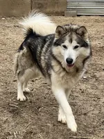 Henderson, a male Alaskan Malamute for sale in Ionia, MI – 2 of 3
