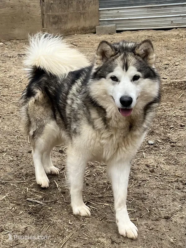 Henderson – Alaskan Malamute puppy for sale in Ionia, MI