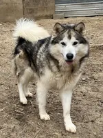 Henderson, a male Alaskan Malamute for sale in Ionia, MI – 1 of 3