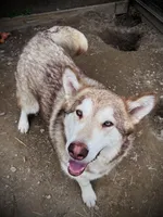 Amber, a female Alaskan Malamute for sale in Ionia, MI – Photo 3 of 5