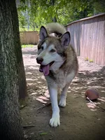 Amber, a female Alaskan Malamute for sale in Ionia, MI – Photo 4 of 5