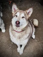 Amber, a female Alaskan Malamute for sale in Ionia, MI – Photo 1 of 5