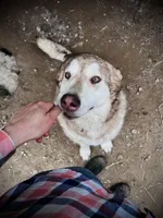 Amber, a female Alaskan Malamute for sale in Ionia, MI – Photo 5 of 5