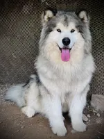 Wilf, a male Alaskan Malamute for sale in Ionia, MI – Photo 1 of 5