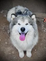 Wilf, a male Alaskan Malamute for sale in Ionia, MI – Photo 2 of 5