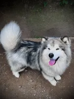 Wilf, a male Alaskan Malamute for sale in Ionia, MI – Photo 5 of 5