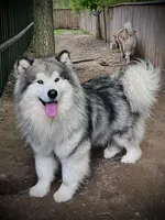 Wilf, a male Alaskan Malamute for sale in Ionia, MI – Photo 3 of 5
