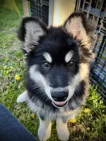 Nyx, a female Alaskan Malamute for sale in Ionia, MI – 6 of 8