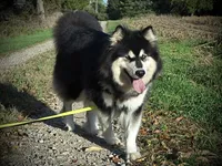 Nyx, a female Alaskan Malamute for sale in Ionia, MI – 7 of 8