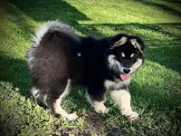 Nyx, a female Alaskan Malamute for sale in Ionia, MI – 2 of 8