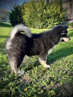 Nyx, a female Alaskan Malamute for sale in Ionia, MI – 4 of 8