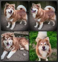 Nyx, a female Alaskan Malamute for sale in Ionia, MI – 8 of 8