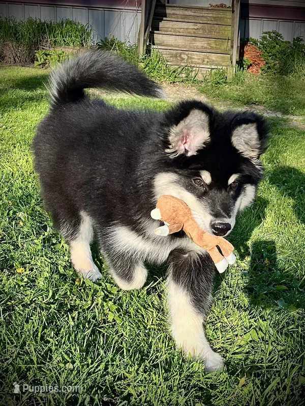 Nyx – Alaskan Malamute puppy for sale in Ionia, MI