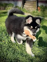 Nyx, a female Alaskan Malamute for sale in Ionia, MI – 1 of 8