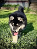 Nyx, a female Alaskan Malamute for sale in Ionia, MI – 5 of 8