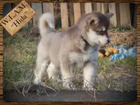Hida, a female Alaskan Malamute for sale in Ionia, MI – Photo 3 of 10