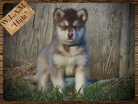Hida, a female Alaskan Malamute for sale in Ionia, MI – Photo 6 of 10