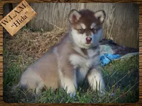 Hida, a female Alaskan Malamute for sale in Ionia, MI – Photo 5 of 10