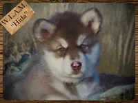 Hida, a female Alaskan Malamute for sale in Ionia, MI – Photo 1 of 10