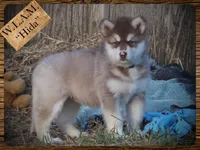 Hida, a female Alaskan Malamute for sale in Ionia, MI – Photo 8 of 10