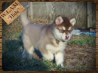 Hida, a female Alaskan Malamute for sale in Ionia, MI – Photo 4 of 10