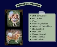 Hida, a female Alaskan Malamute for sale in Ionia, MI – Photo 10 of 10