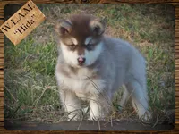 Hida, a female Alaskan Malamute for sale in Ionia, MI – Photo 2 of 10