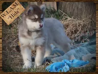 Hida, a female Alaskan Malamute for sale in Ionia, MI – Photo 7 of 10