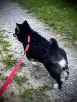 Rose, a female Alaskan Malamute for sale in Ionia, MI – Photo 3 of 6