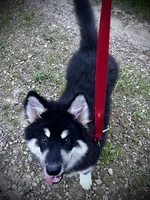 Rose, a female Alaskan Malamute for sale in Ionia, MI – Photo 5 of 6