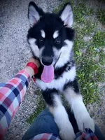 Rose, a female Alaskan Malamute for sale in Ionia, MI – Photo 6 of 6