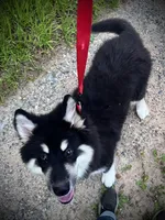 Rose, a female Alaskan Malamute for sale in Ionia, MI – Photo 4 of 6
