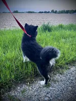 Rose, a female Alaskan Malamute for sale in Ionia, MI – Photo 2 of 6