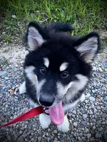 Rose, a female Alaskan Malamute for sale in Ionia, MI – Photo 1 of 6
