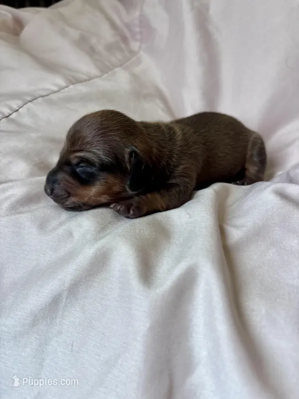 Mini Dachshund