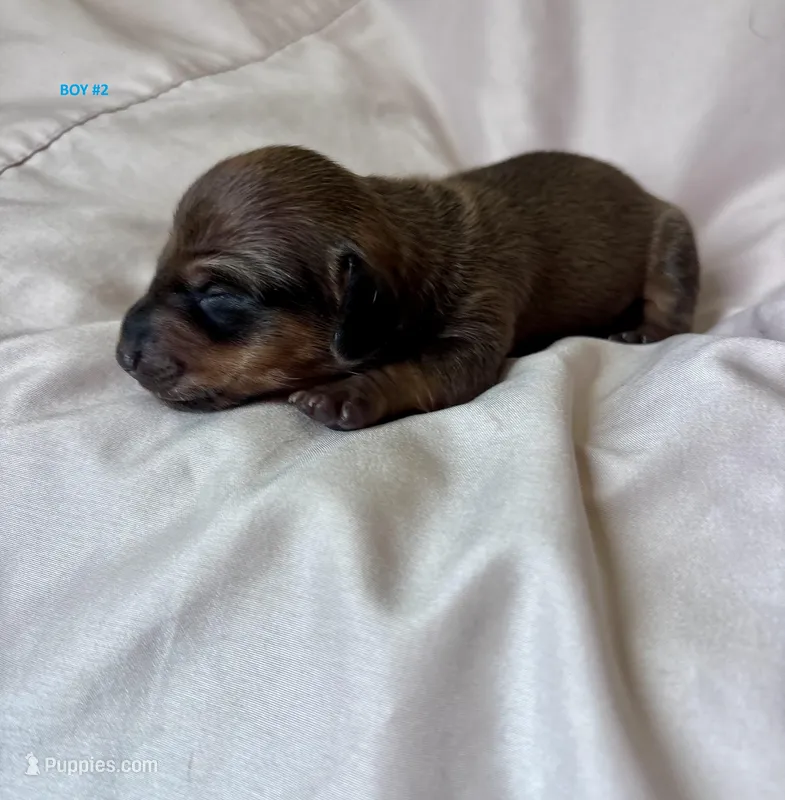 Mini Dachshund