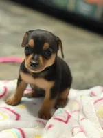 Holly, a female Chihuahua for sale in Fayetteville, NC – 3 of 3