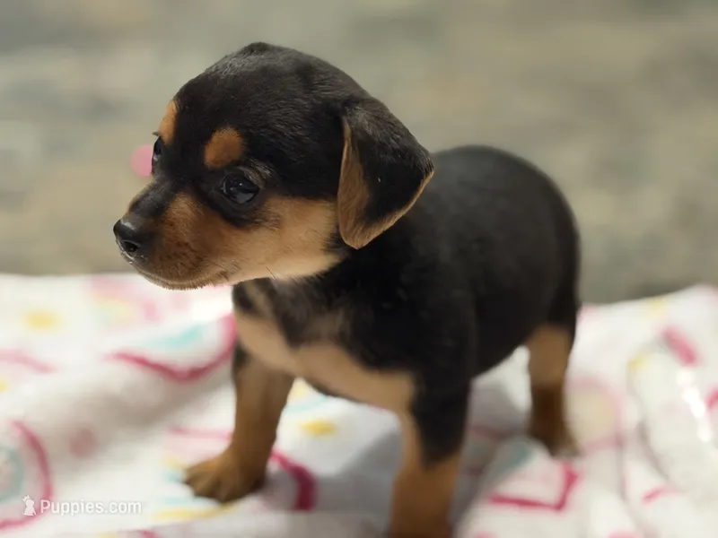 Holly – Chihuahua puppy for sale in Fayetteville, NC