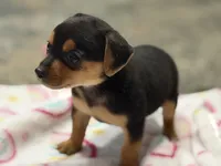 Holly, a female Chihuahua for sale in Fayetteville, NC – 1 of 3