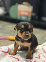 Holly, a female Chihuahua for sale in Fayetteville, NC – 2 of 3