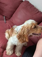 Pumpkin, a male Cocker Spaniel for sale in Williamstown, OH – Photo 1 of 9