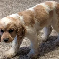 Pumpkin, a male Cocker Spaniel for sale in Williamstown, OH – Photo 7 of 9