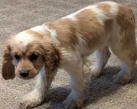 processed/e28349a2-c21c-4281-88c9-20246deb5d86/listing/2c062292-b322-49da-a6cf-bf435270d897/c0c5f9c8-cd01-4bc6-9654-df103eb03a32