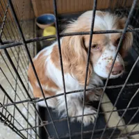 Pumpkin, a male Cocker Spaniel for sale in Williamstown, OH – Photo 9 of 9