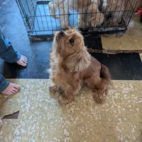 Pumpkin, a male Cocker Spaniel for sale in Williamstown, OH – Photo 8 of 9