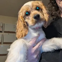 Pumpkin, a male Cocker Spaniel for sale in Williamstown, OH – Photo 5 of 9