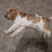 Pumpkin, a male Cocker Spaniel for sale in Williamstown, OH – Photo 2 of 9