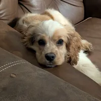 Pumpkin, a male Cocker Spaniel for sale in Williamstown, OH – Photo 4 of 9